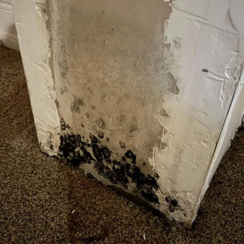 Professional Mold Removal in Clay, WV